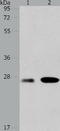 A1 antibody, TA323788, Origene, Western Blot image 