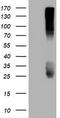 CD99 Molecule (Xg Blood Group) antibody, CF800911, Origene, Western Blot image 