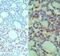 CUE Domain Containing 2 antibody, PA5-23277, Invitrogen Antibodies, Immunohistochemistry frozen image 
