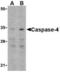 Caspase-4 antibody, TA306195, Origene, Western Blot image 