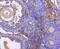 Diablo IAP-Binding Mitochondrial Protein antibody, NBP2-67619, Novus Biologicals, Immunohistochemistry paraffin image 
