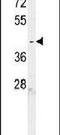Chromosome 6 Open Reading Frame 58 antibody, PA5-23532, Invitrogen Antibodies, Western Blot image 