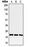 Protein CREG1 antibody, orb215536, Biorbyt, Western Blot image 