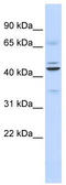 Zinc finger protein ubi-d4 antibody, TA343597, Origene, Western Blot image 