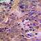 Hdm2 antibody, LS-C354039, Lifespan Biosciences, Immunohistochemistry frozen image 