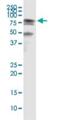 Heat shock-related 70 kDa protein 2 antibody, H00003306-M03, Novus Biologicals, Immunoprecipitation image 