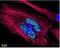 Akt antibody, NBP1-77701, Novus Biologicals, Immunofluorescence image 