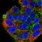 SDC2 antibody, HPA044416, Atlas Antibodies, Immunocytochemistry image 