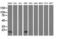 Destrin, Actin Depolymerizing Factor antibody, LS-C785825, Lifespan Biosciences, Western Blot image 