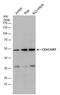 Carcinoembryonic Antigen Related Cell Adhesion Molecule 7 antibody, PA5-77915, Invitrogen Antibodies, Western Blot image 