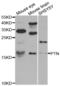 Pleiotrophin antibody, abx002245, Abbexa, Western Blot image 