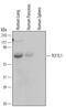 Transcription Factor 7 Like 1 antibody, MAB6116, R&D Systems, Western Blot image 