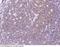 Signaling lymphocytic activation molecule antibody, 10837-R008, Sino Biological, Immunohistochemistry frozen image 