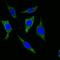 Cytokeratin antibody, orb89259, Biorbyt, Immunofluorescence image 
