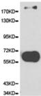 Collagen Type V Alpha 1 Chain antibody, TA323741, Origene, Western Blot image 