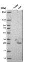 Lymphotoxin Alpha antibody, HPA007729, Atlas Antibodies, Western Blot image 