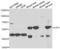 Leucine Aminopeptidase 3 antibody, LS-C349028, Lifespan Biosciences, Western Blot image 