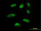 LIM/homeobox protein Lhx1 antibody, LS-C133290, Lifespan Biosciences, Immunofluorescence image 