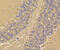 Calmodulin antibody, 13-792, ProSci, Immunohistochemistry frozen image 
