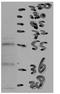 Cholesteryl Ester Transfer Protein antibody, TA339933, Origene, Western Blot image 