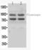 Plasminogen antibody, LS-C313477, Lifespan Biosciences, Western Blot image 