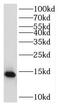 Ribosomal Protein L31 antibody, FNab07432, FineTest, Western Blot image 