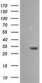 Serine dehydratase-like antibody, LS-C337833, Lifespan Biosciences, Western Blot image 