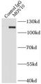 Mov10 RISC Complex RNA Helicase antibody, FNab05277, FineTest, Immunoprecipitation image 