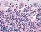 Wnt Family Member 2 antibody, LS-A9608, Lifespan Biosciences, Immunohistochemistry paraffin image 