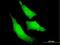 Ring Finger Protein 111 antibody, H00054778-M05, Novus Biologicals, Immunocytochemistry image 