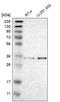 Microfibril Associated Protein 3 antibody, HPA015883, Atlas Antibodies, Western Blot image 