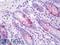 Colonic mucin antibody, LS-B8504, Lifespan Biosciences, Immunohistochemistry paraffin image 