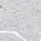 Integrin Subunit Alpha 3 antibody, HPA008572, Atlas Antibodies, Immunohistochemistry frozen image 