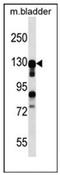 Myocardin Related Transcription Factor B antibody, AP52703PU-N, Origene, Western Blot image 