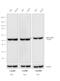 Rat IgG Isotype Control antibody, 61-9520, Invitrogen Antibodies, Western Blot image 