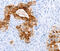 Trefoil Factor 1 antibody, MBS2520005, MyBioSource, Immunohistochemistry frozen image 
