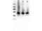 ALG6 Alpha-1,3-Glucosyltransferase antibody, A07747, Boster Biological Technology, Western Blot image 
