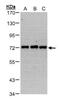 Phosphatidylinositol-4-Phosphate 5-Kinase Type 1 Gamma antibody, PA5-28274, Invitrogen Antibodies, Western Blot image 