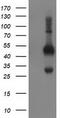 BECN1 antibody, TA502619, Origene, Western Blot image 