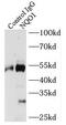 DT-diaphorase antibody, FNab05830, FineTest, Immunoprecipitation image 