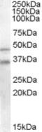 GULP PTB Domain Containing Engulfment Adaptor 1 antibody, STJ70182, St John