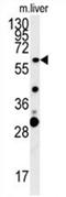 Retrotransposon Gag Like 3 antibody, AP54627PU-N, Origene, Western Blot image 