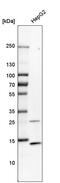 Lysozyme antibody, HPA048284, Atlas Antibodies, Western Blot image 
