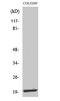 Mitochondrial Ribosomal Protein L12 antibody, A10395-1, Boster Biological Technology, Western Blot image 