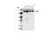 mDIA1 antibody, 14634S, Cell Signaling Technology, Western Blot image 