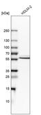 Interferon regulatory factor 5 antibody, HPA046700, Atlas Antibodies, Western Blot image 