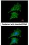 Renin antibody, PA5-34827, Invitrogen Antibodies, Immunofluorescence image 