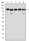 Bone Morphogenetic Protein Receptor Type 2 antibody, AM06597SU-N, Origene, Western Blot image 