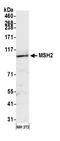 hMSH2 antibody, A300-451A, Bethyl Labs, Western Blot image 
