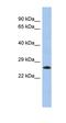Uncharacterized protein C2orf27 antibody, orb326067, Biorbyt, Western Blot image 